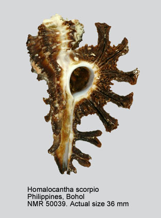 Homalocantha scorpio.jpg - Homalocantha scorpio(Linnaeus,1758)